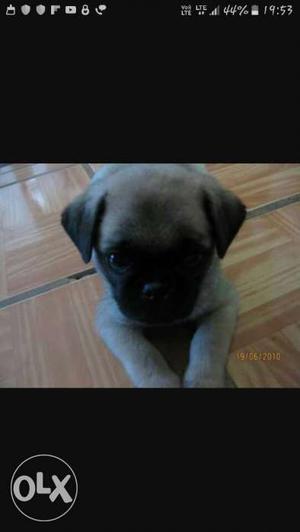 I want to sell m puppy 2months pug He is vry friendly