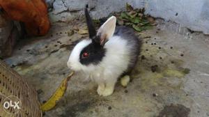 I want to sell my American bride rabbit