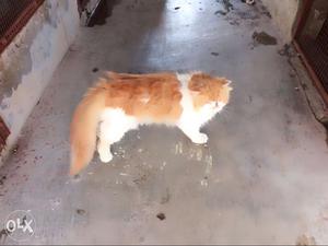 I want to sell persian cat by colour proven