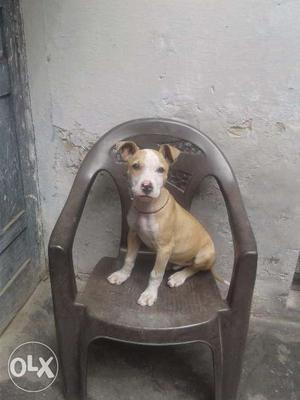 I want to sell pittbull 3 month male. Mother
