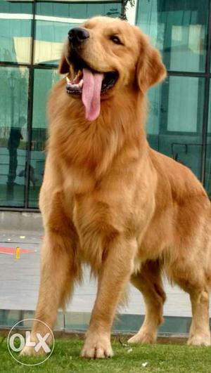 Import pedigree Three Golden retriever male for mating