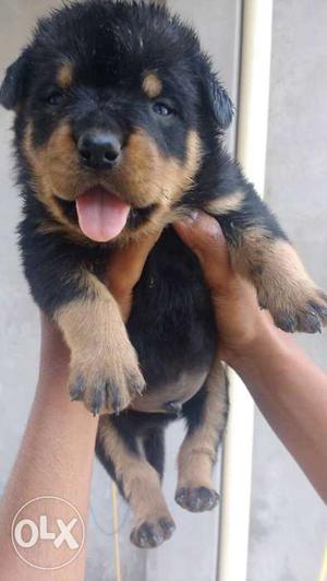 Import quality rott male puppy
