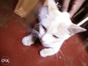 Indian White Cat