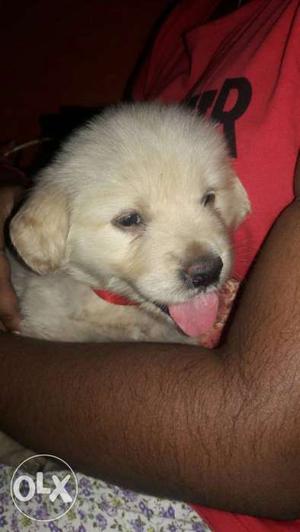 Its a 40 days old Golden Retreiver. Its a pure breed.