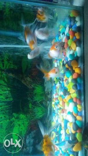 Its a new and very good condition aquarium only 4