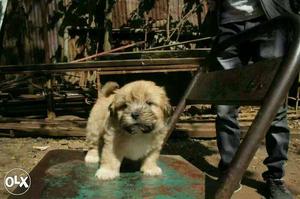 JABLPUR:-- Golden Retriever" Beagle" Boxer" All