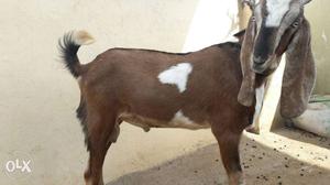 Jamnapari male goat white eyes 7 months fast