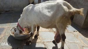Jamuna femail goat with good condition gaab goat
