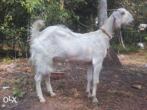 Jamunapari goat urgent sale