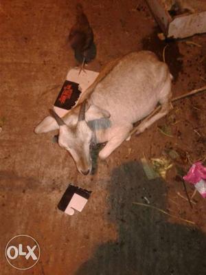 Jjr nagar goripalya 2 goats pure nate.