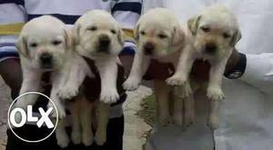 KANPUR:-- Very Devoted Dog's" All Puppeis Pets