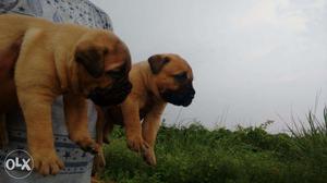 KING KENNEL- bull mastiff puppy sellling all breeds so very