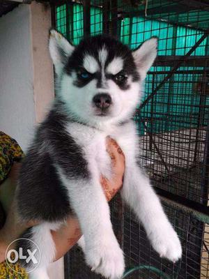 KING KENNEL-siberian husky puppy sellling all breeds so very