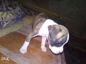 Karala kennel boxer puppy for sale havey born pure breed