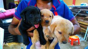 Kci lab puppy's r available.cndct me:eight 0