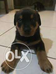 Kingpet shop:-Rottwelier male very familier puppies so