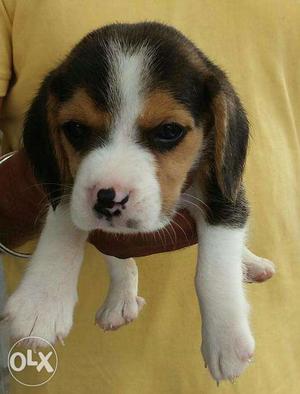 Kk Pet shop !! BEAGLE pups with paper..Vet checked very