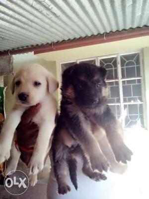 LAB and GSD female pups only  me cont Any