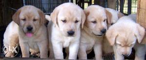 Lab Puppies for sell very attractive call Mr. Dog