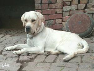 Lab male for sale only for dog lover family not