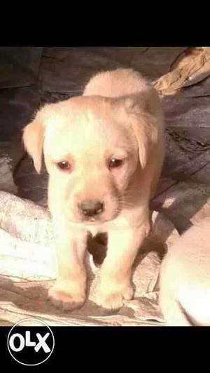 Lab pup for sale full top qualty
