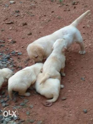 Lab puppies for sale kottayam vakathanam