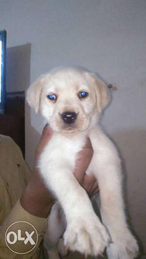 Lab puppies for sell champion line one Vaccine is done