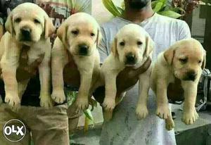 Labarador puppies available at reasonable price