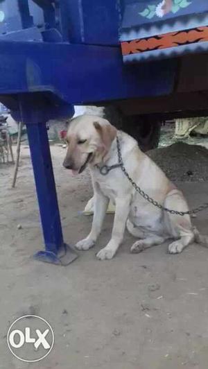 Labra dog for sale