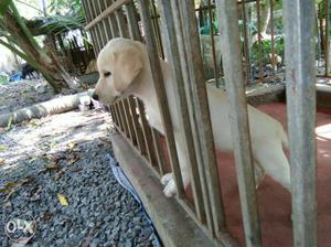 Labrador 5 month old puppy for sale 5 month old