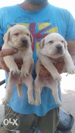 Labrador Male Female now at Gujar ki thadi Mister Dog pet