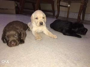 Labrador Pupies