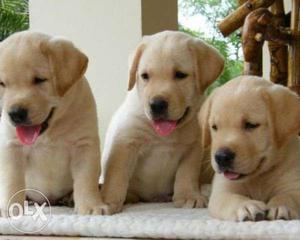 Labrador Puppies Black White Golden Cream Color available 32