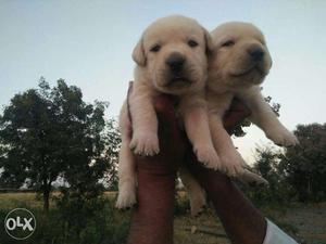 Labrador Show quality male and female puppies