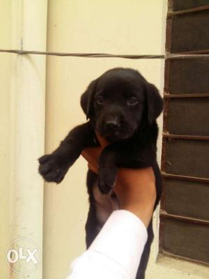 Labrador available at Gujar ki thadi sultan nagar mr. dog