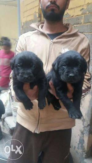 Labrador black color puppies available