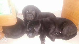 Labrador black color puppies available all breeds