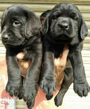 Labrador black color puppies pure breed sell all