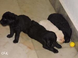Labrador cute puppies at calicut