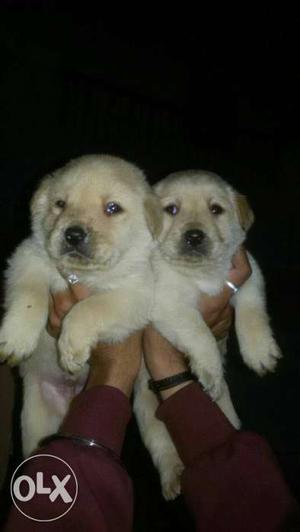 Labrador fawn colour puppies available all breeds