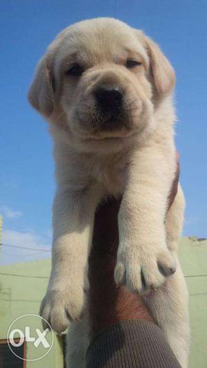 Labrador healthy and strong pups available no show in add