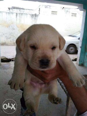 Labrador healthy pups contact soon no show in add call now