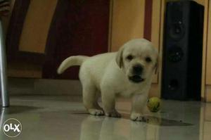 Labrador male and female puppies available Male