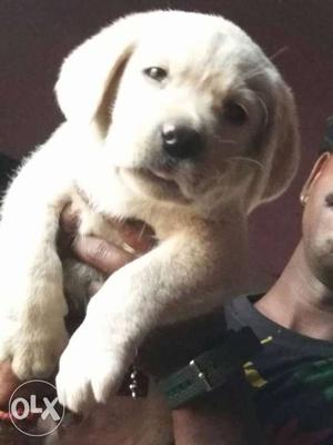 Labrador male puppy high quality 2 months only
