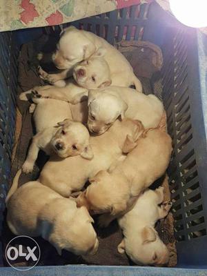 Labrador puppies available