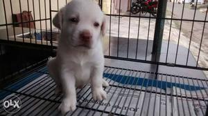 Labrador puppy at silkypets vadakkanthara