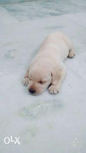 Labrador puppy in very resonable price.