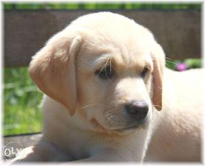 Labrador retriever all Male Puppies Dog Show Quality