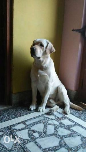 Labrador retriever for meeting, At Tanakpur