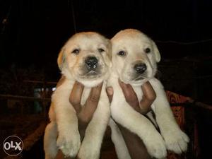 Labrador retrievers available with us Male 